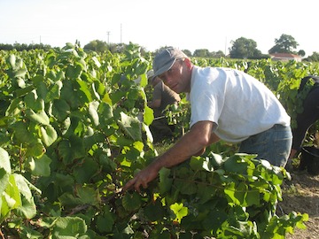 domaine-de-la-noue-vigne