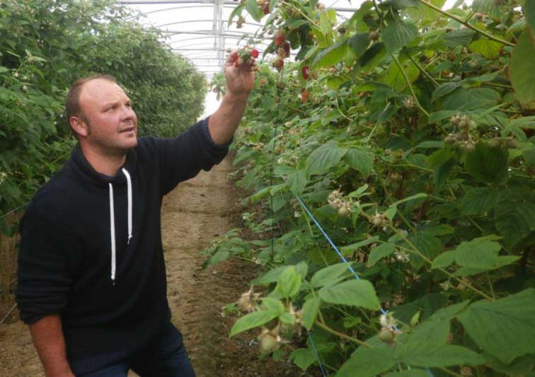 framboises
