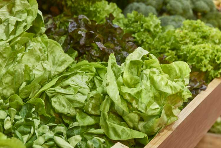 salade-fraiche-marche-des-terroirs