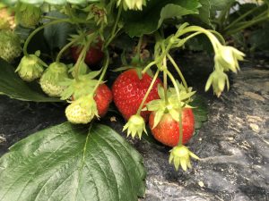 Fraise issue d'une agriculture raisonnée