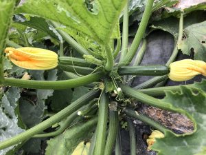 courgette